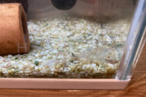 【金魚日和】ヤマトヌマエビの脱皮について