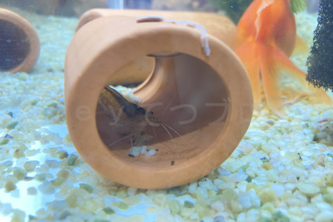 安全なお家の中で脱皮したヤマトヌマエビ