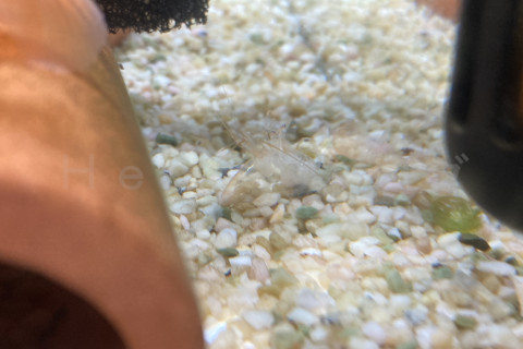 ２月も脱皮しました。