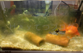 【金魚日和】苔のお掃除が追い付かない！