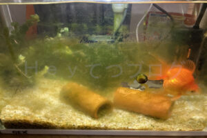 【金魚日和】苔のお掃除が追い付かない!