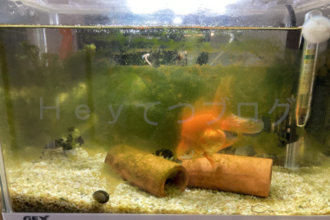 ちょっとイシマキガイ1匹だけでは苔とりが追い付きません。