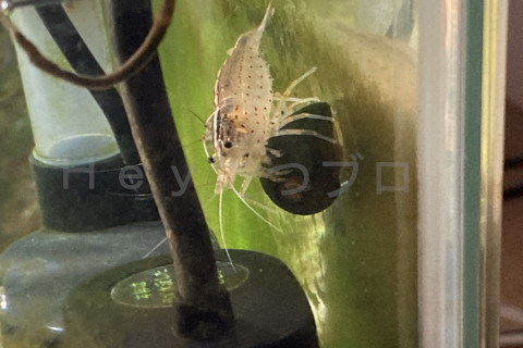 ヤマトヌマエビがイシマキガイの苔も食べてくれてます。