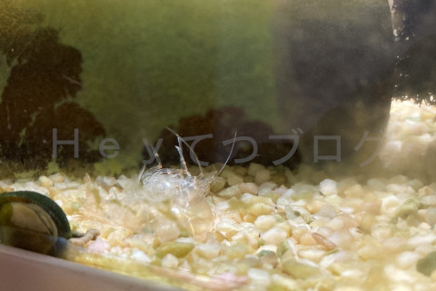 毎月の脱皮です