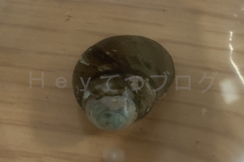 ヒメタニシは増えやすいので注意