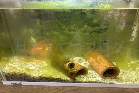 早速お掃除効果現れました。