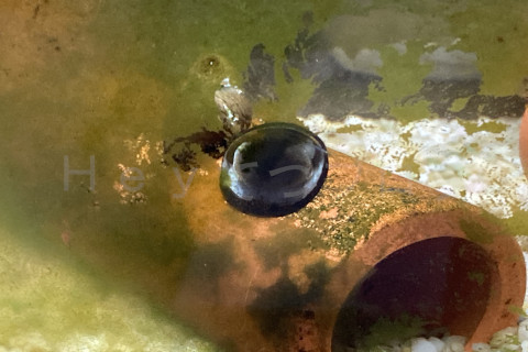 どんどん苔が減っていきます。