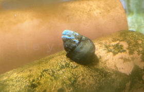 【金魚日和】お掃除スタッフ増員で苔を根こそぎお掃除