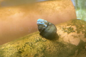 【金魚日和】お掃除スタッフ増員で苔を根こそぎお掃除