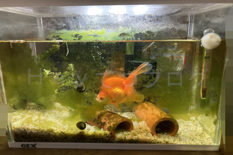 1週間ほどでこの状態