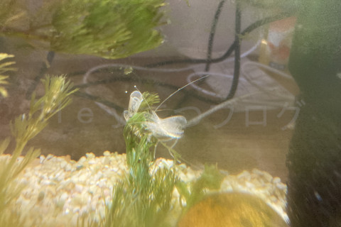 毎月お馴染みの脱皮です