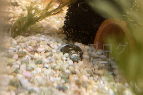 底石の上は上手に動けません