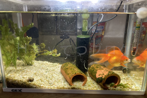 正面の苔はほぼきれいになりました。