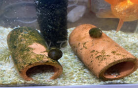 【金魚日和】陶器に付いた頑固な苔もお任せあれ！