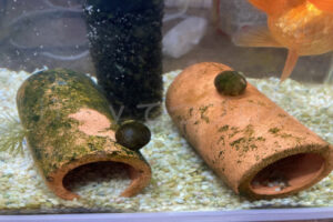 【金魚日和】陶器に付いた頑固な苔もお任せあれ！