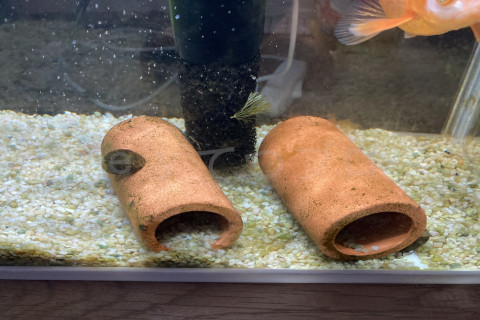 こんなにきれいに掃除してくれました