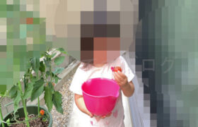 【家庭菜園】お手軽野菜で家庭菜園2025年8月第1週