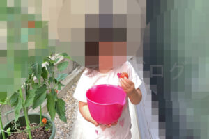 【家庭菜園】お手軽野菜で家庭菜園2025年8月第1週