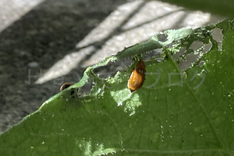 2025年8月第1週_葉に穴を空ける害虫ウリハムシ
