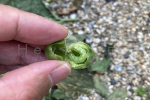 2025年8月第1週_実に穴が空いているので割ってみると幼虫が住んでしました。