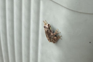 【家庭菜園】お手軽野菜で家庭菜園2025年8月第2週