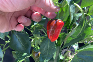 【家庭菜園】お手軽野菜で家庭菜園2025年8月第3週