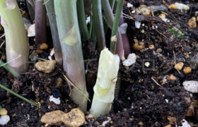 【家庭菜園】お手軽野菜で家庭菜園2025年8月第4週