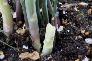 【家庭菜園】お手軽野菜で家庭菜園2025年8月第4週