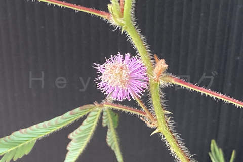 2025年8月第4週_オジギソウの花が咲きました