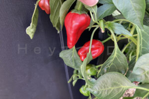 【家庭菜園】お手軽野菜で家庭菜園2025年9月第1週