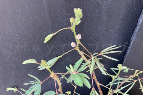 2025年9月第1週_オジギソウに花が咲き始めました