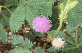 【家庭菜園】お手軽野菜で家庭菜園2025年9月第2週