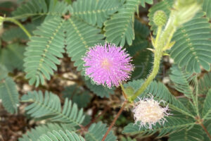 【家庭菜園】お手軽野菜で家庭菜園2025年9月第2週