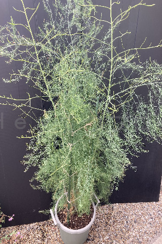 2025年9月第4週_アスパラガスの成長が頭打ち?