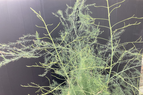 2025年9月第4週_アスパラガスの上部もまだまだ枝が広がる状況