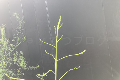 2025年9月第4週_アスパラガスの一番高いところは2mを超えます。