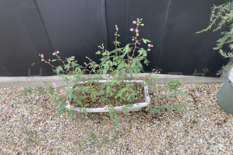 2025年9月第4週オジギソウが少し枯れてきた?