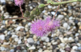 【家庭菜園】お手軽野菜で家庭菜園2025年10月第1週