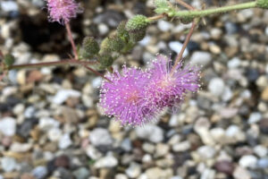 【家庭菜園】お手軽野菜で家庭菜園2025年10月第1週