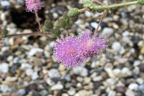 2025年9月第4週_オジギソウの花同士をくっつけて人工授粉