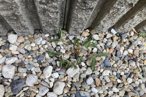 2025年9月第4週_こんなところにまたオジギソウが生えてきてました。