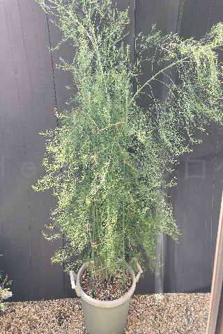 2025年9月第4週_アスパラガスの成長が止まらない