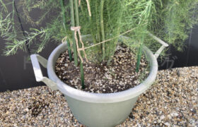 【家庭菜園】お手軽野菜で家庭菜園2025年9月第4週