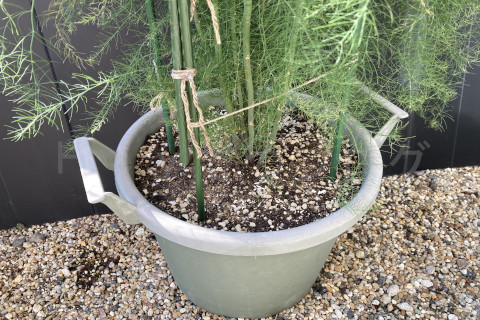 2025年9月第4週_アスパラガスの幹の本数がかなり増えた