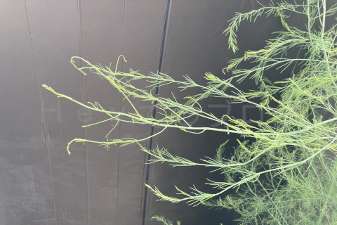 2025年9月第4週_アスパラガスの上部もこの広がり