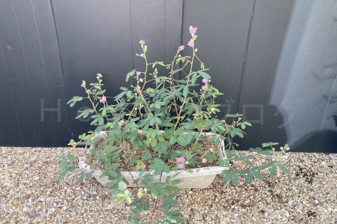 2025年9月第4週_オジギソウの成長が頭打ち?