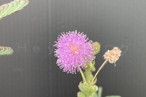 2025年9月第4週_オジギソウの綺麗な丸い花が咲きました。