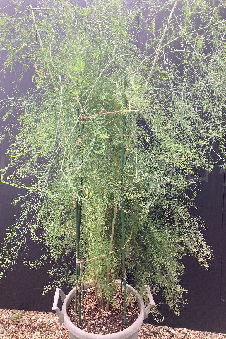 2025年10月第2週_アスパラガスはまだまだ成長