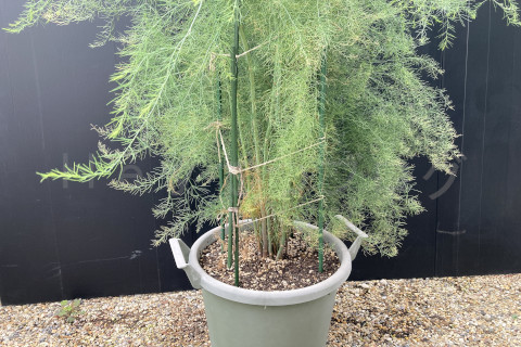 2025年10月第2週_しっかりした茎も沢山