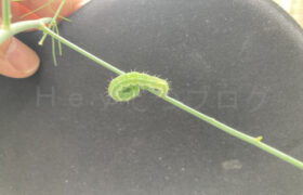 【家庭菜園】お手軽野菜で家庭菜園2025年10月第2週